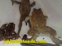 /home//u458753944/public_html/sourcegallery//Roxborough Toad Detour/2013-2019/2017/P4100660.JPG